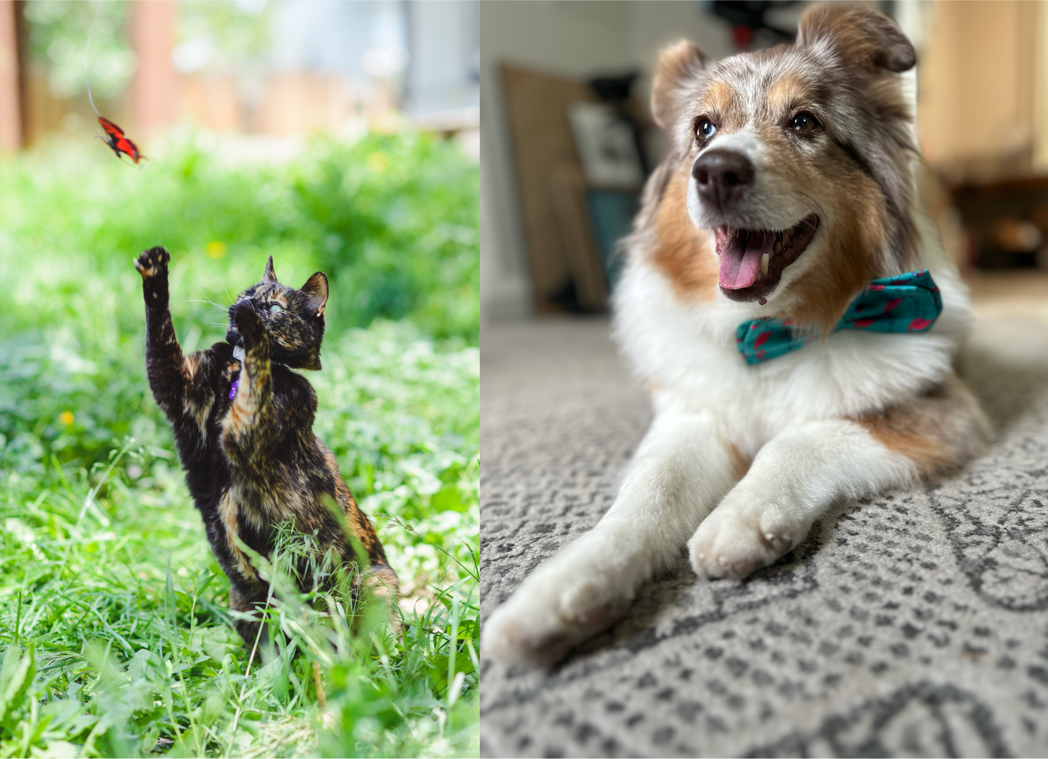 Dog Image
